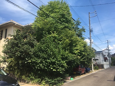 皆さん、樹があると異常高温緩和効果があるのですが、それを甘く見ていらっしゃいませんか？