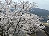 愛媛の介護施設にて。今年、初めて桜を観ました(^^)利用者さんもうれしそうです！(2024.4.5)