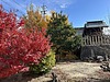 我が家の隣の神社。赤、黄、緑と神社が素晴らしいコントラスト。一年で一番好きな時期です。(2024.12.8)