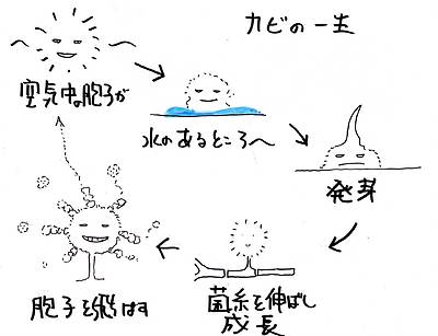 カビが増えている②～カビについて