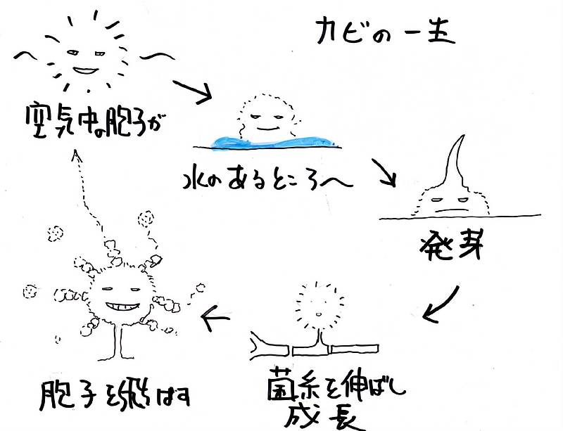 カビが生えている②