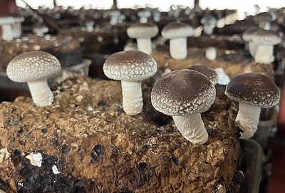 冬の主役・椎茸が毎日元気に育っています♪