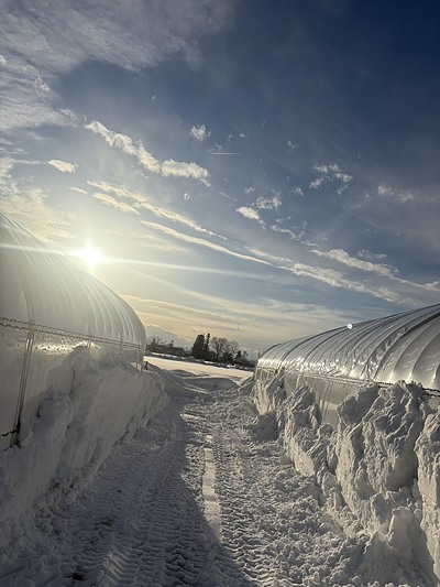 雪が農業に与える影響と。冬に行うべき備え