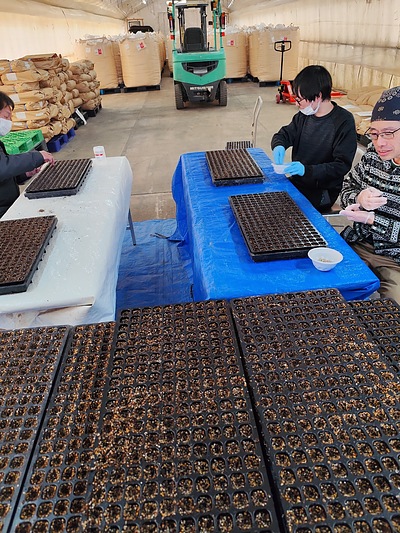 利用者さんと玉ねぎの播種作業