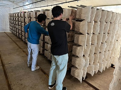 新入社員と挑む、はじめての菌床入れ