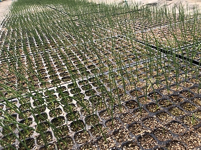 玉ねぎの芽が出てきました