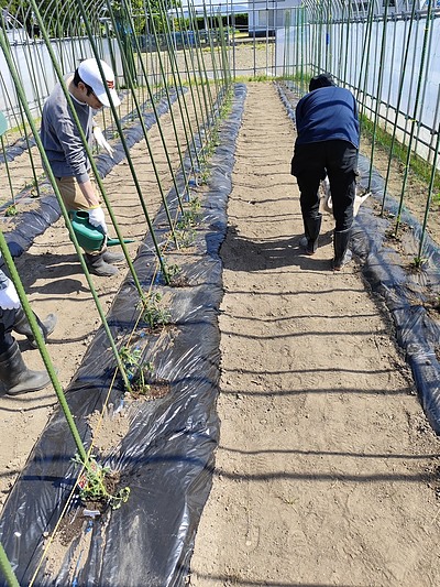 野菜苗の移植作業を行いました