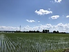 梅雨の季節と、次の収穫への準備