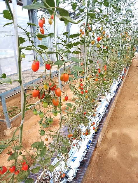 ココスラブ栽培トマト
