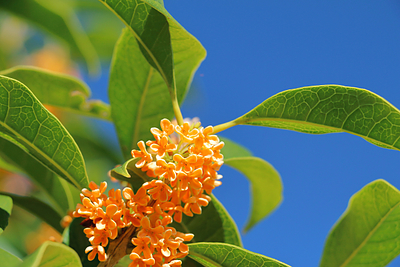9月のライフハック　香りのある暮らし