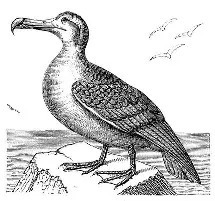 英検1級道場－どうぶつ英語フレーズ大集合！