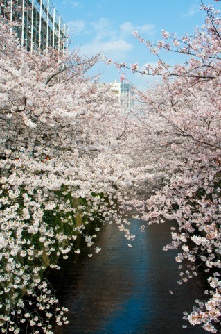 英検1級道場－満開の桜を英語で表現してみましょう！－美しい「トラッドジャパン」の英語