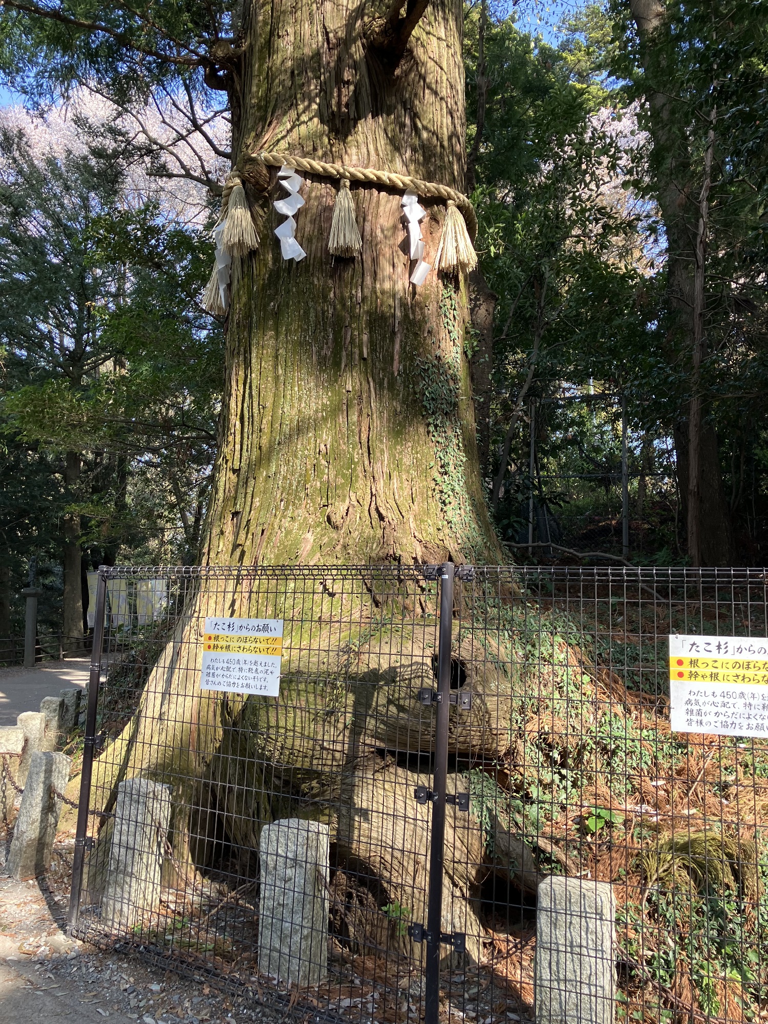 着られないように一晩で移動した伝説の杉