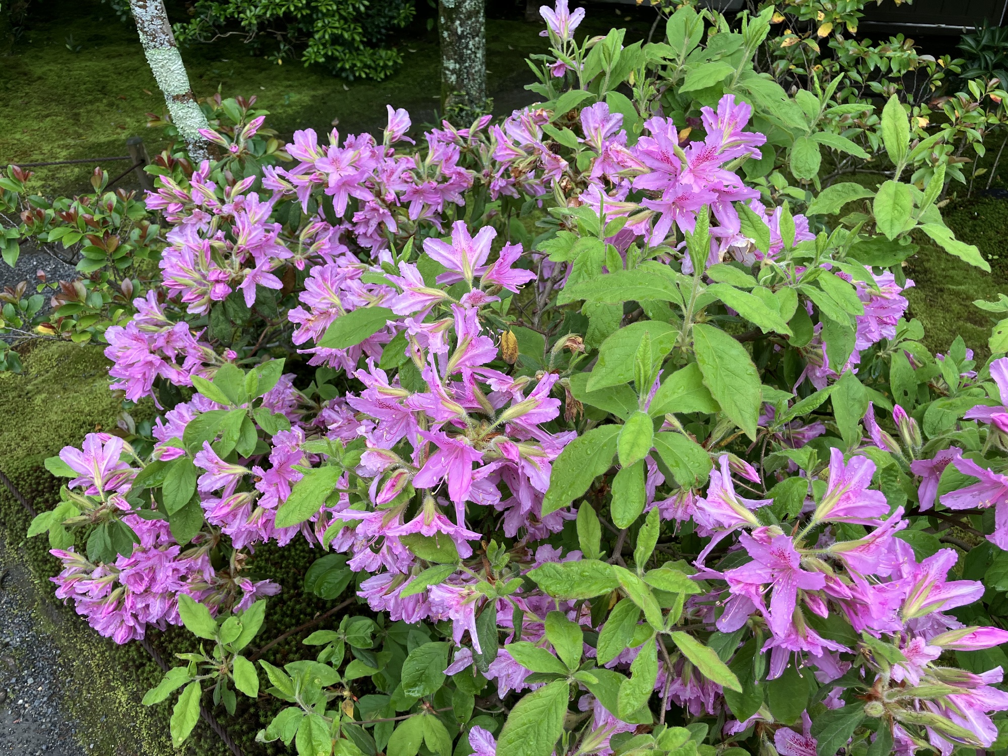 無鄰菴　明治の元勲山縣有朋の京都別荘