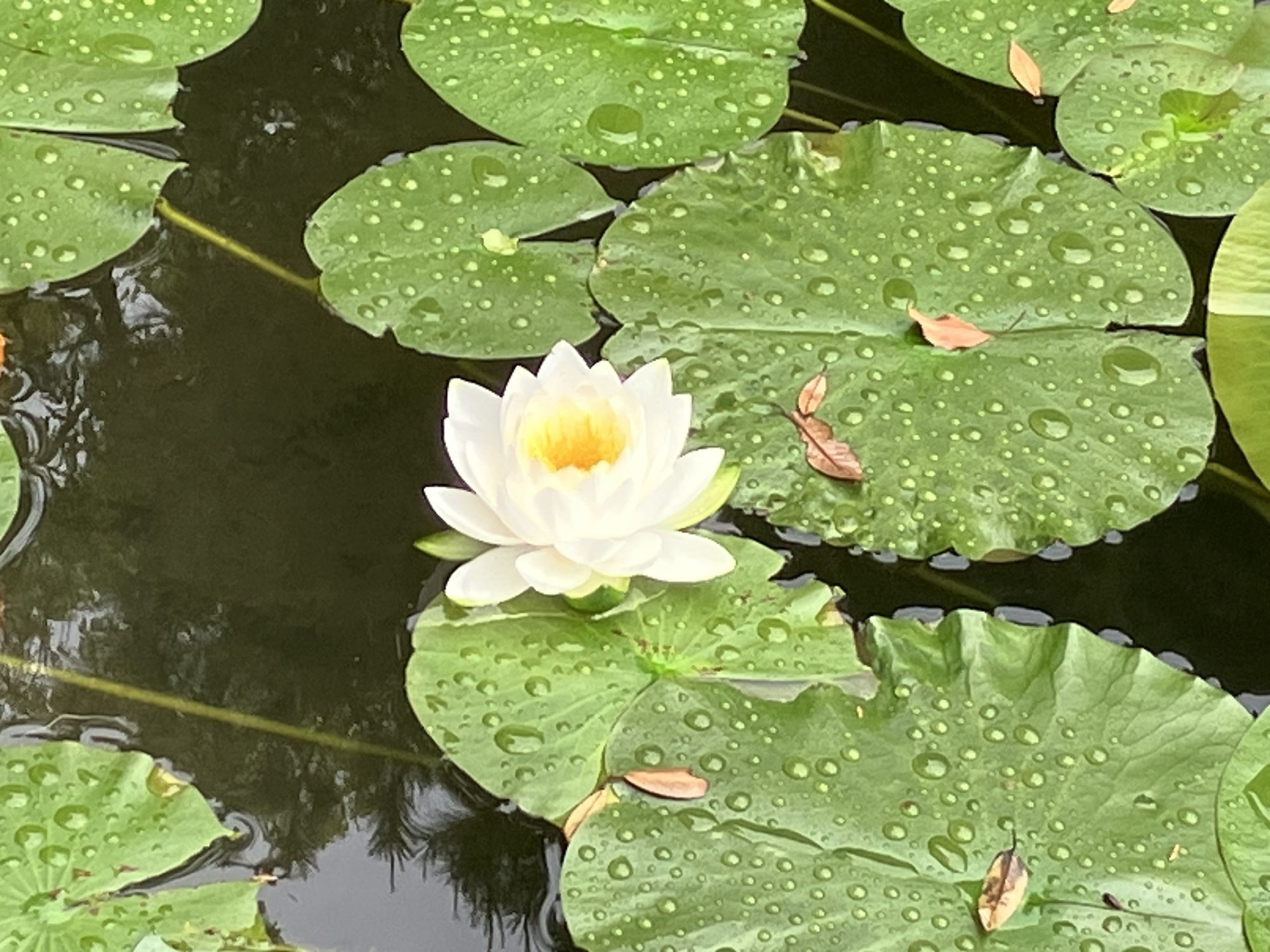 平安神宮神苑の水連