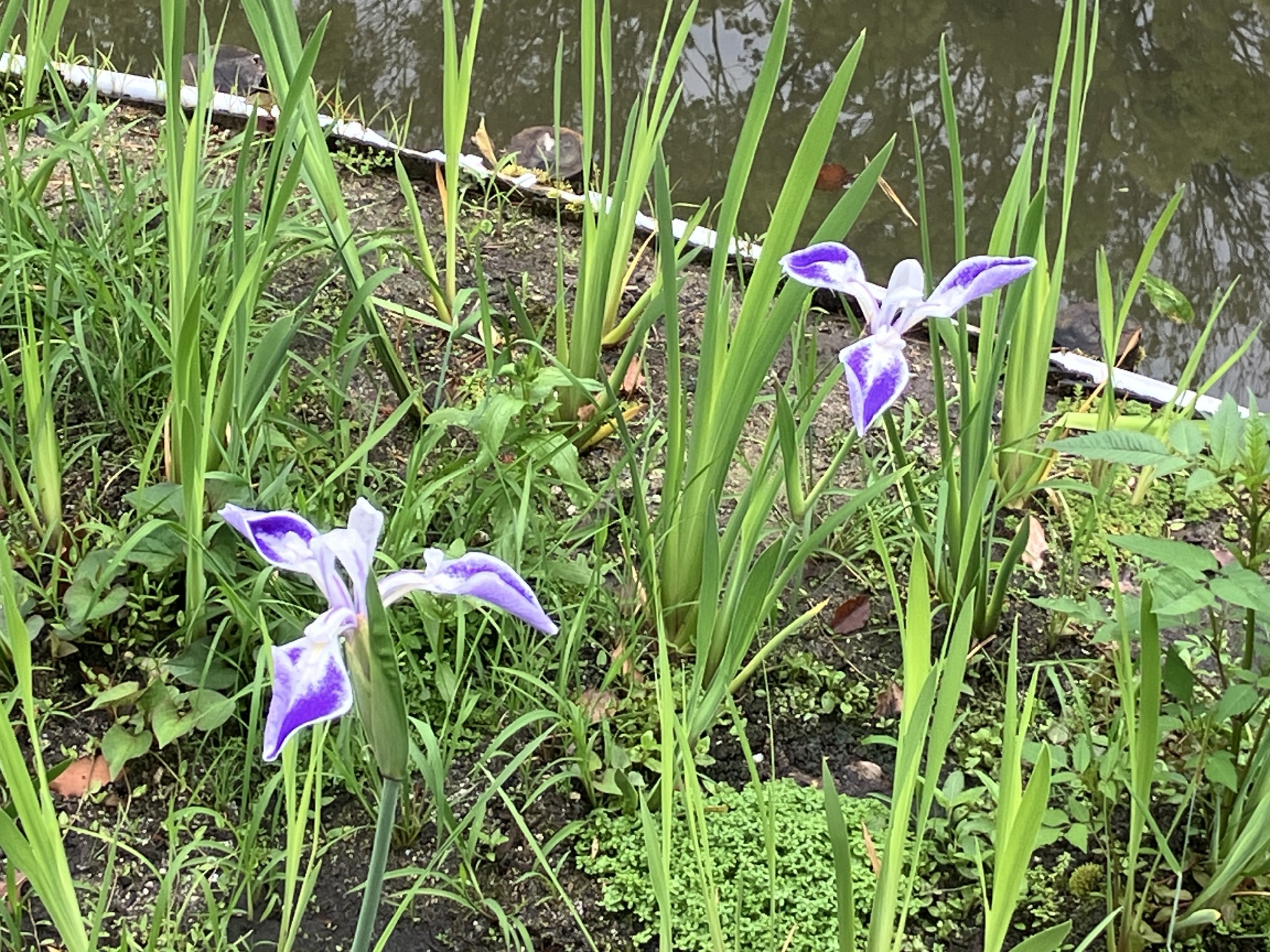 平安神宮神苑のカキツバタ