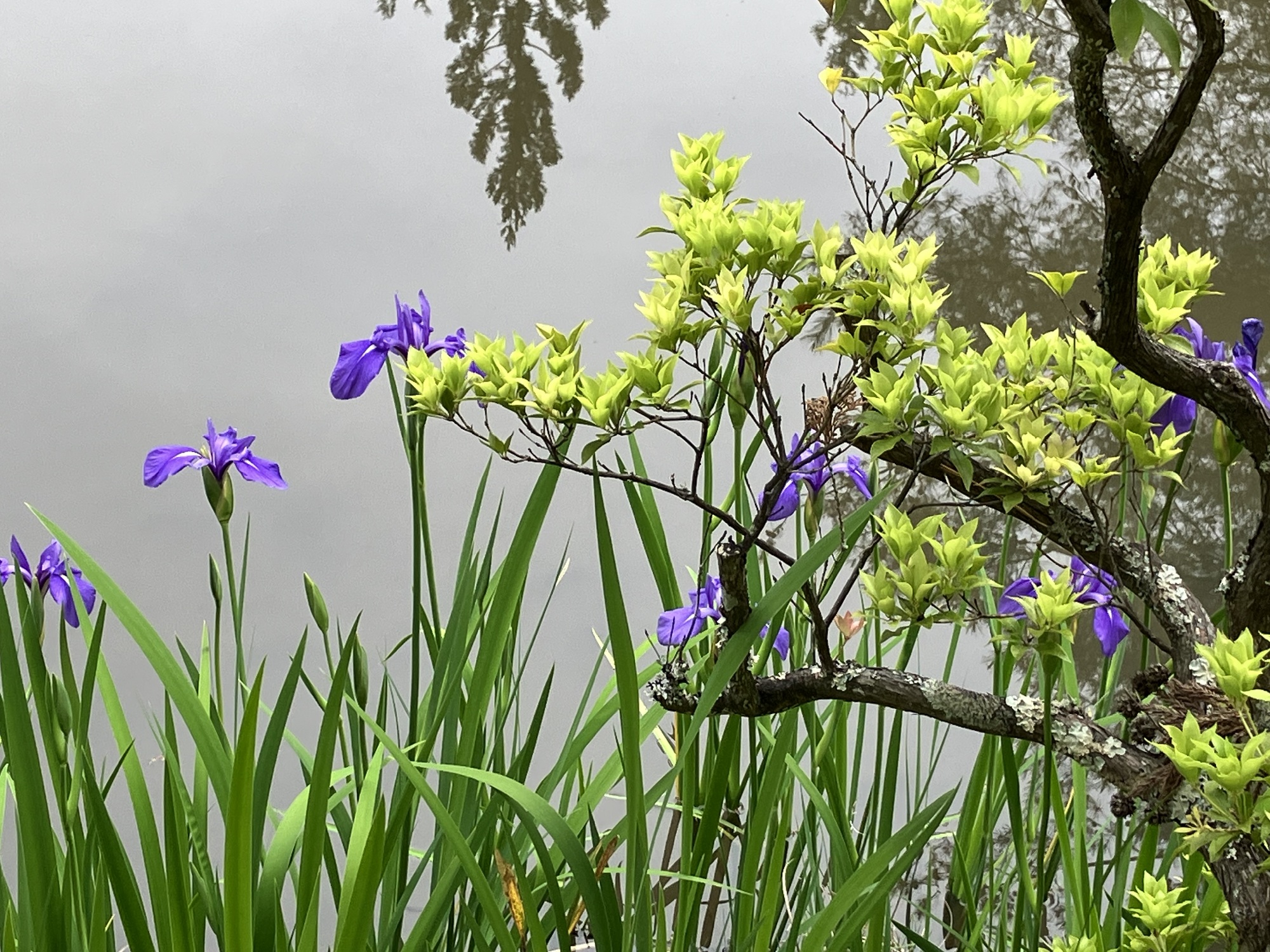柳生街道沿いにある円成寺浄土庭園にあるカキツバタ
