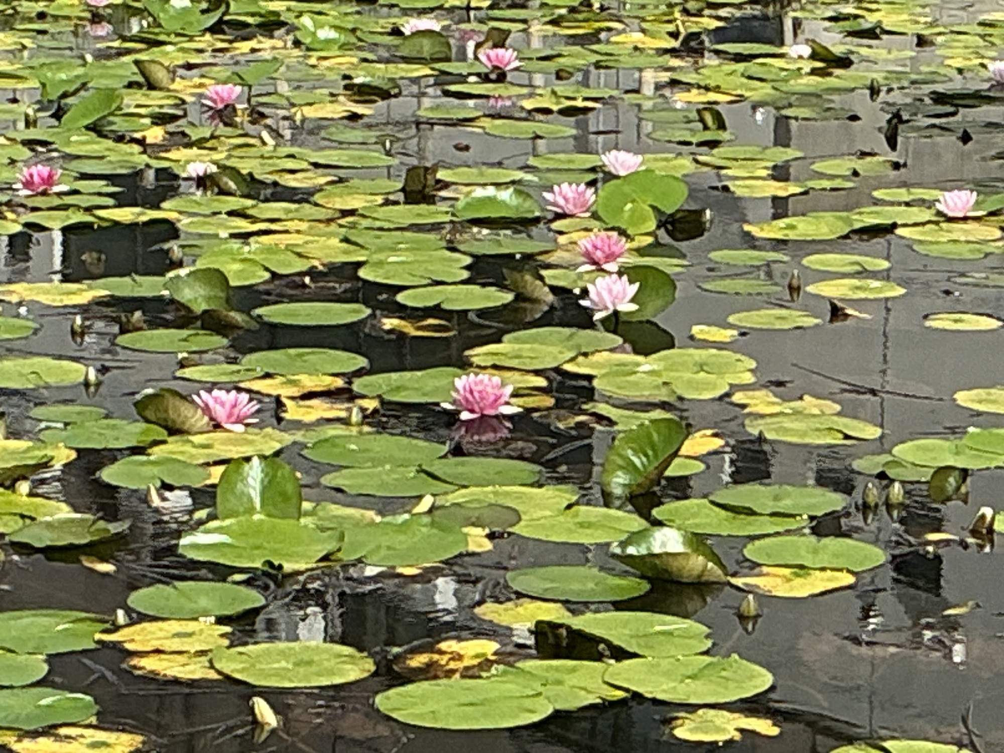 善知鳥（うとう）神社　JR青森駅近く