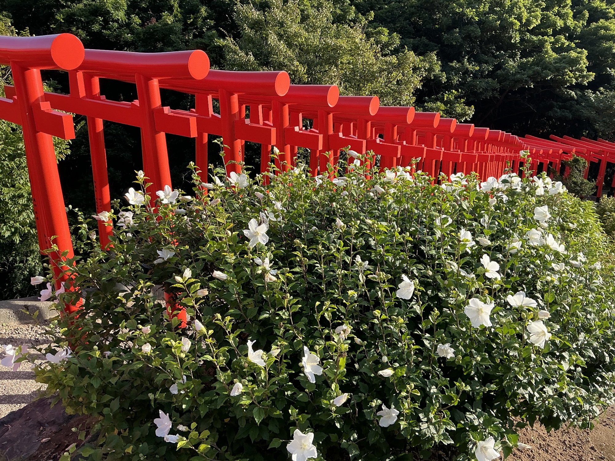 高山稲荷神社　千本鳥居　津軽半島