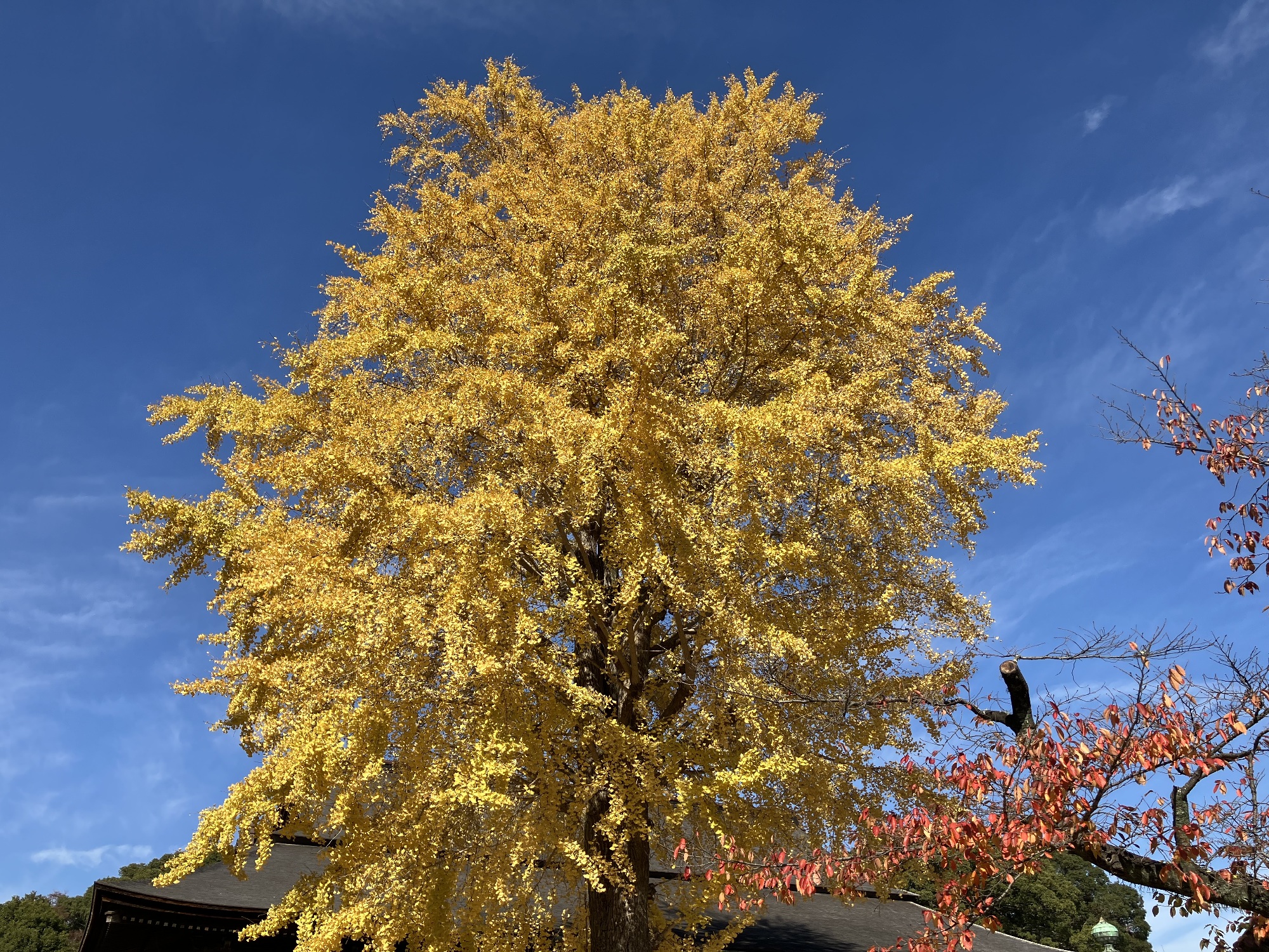 本堂前の銀杏