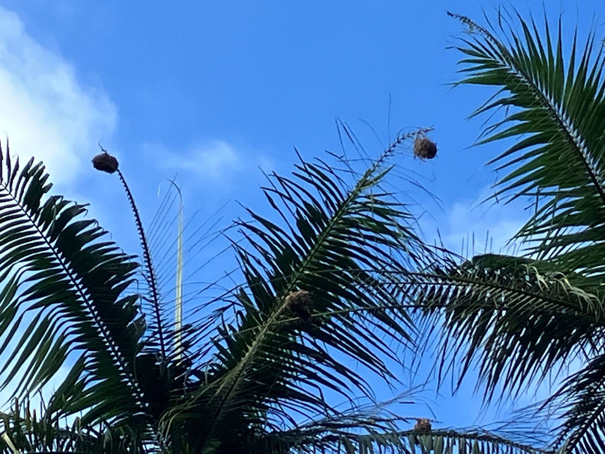 鳥の巣は木の先端につくられる