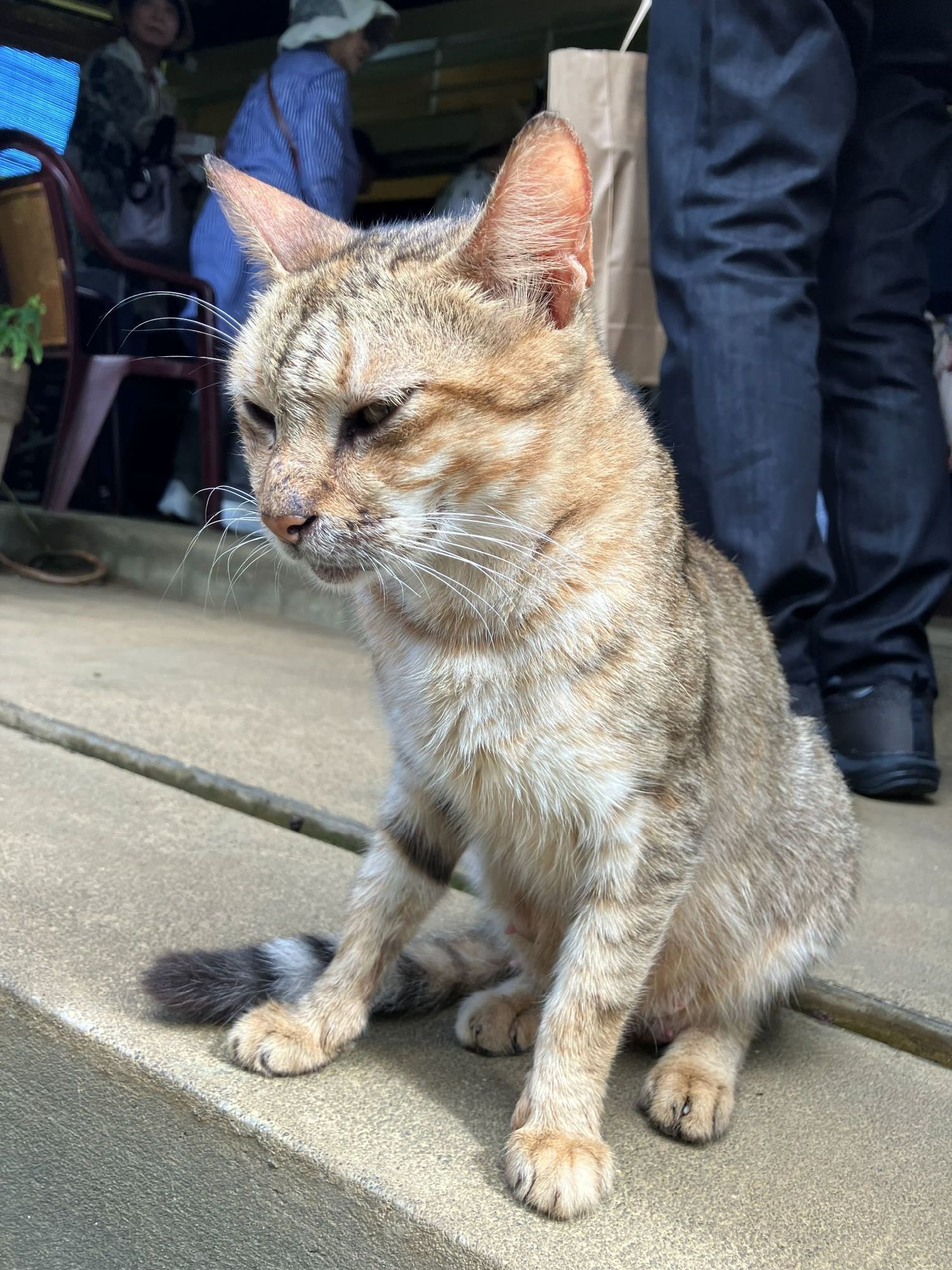 バニラ工房のオーナー猫