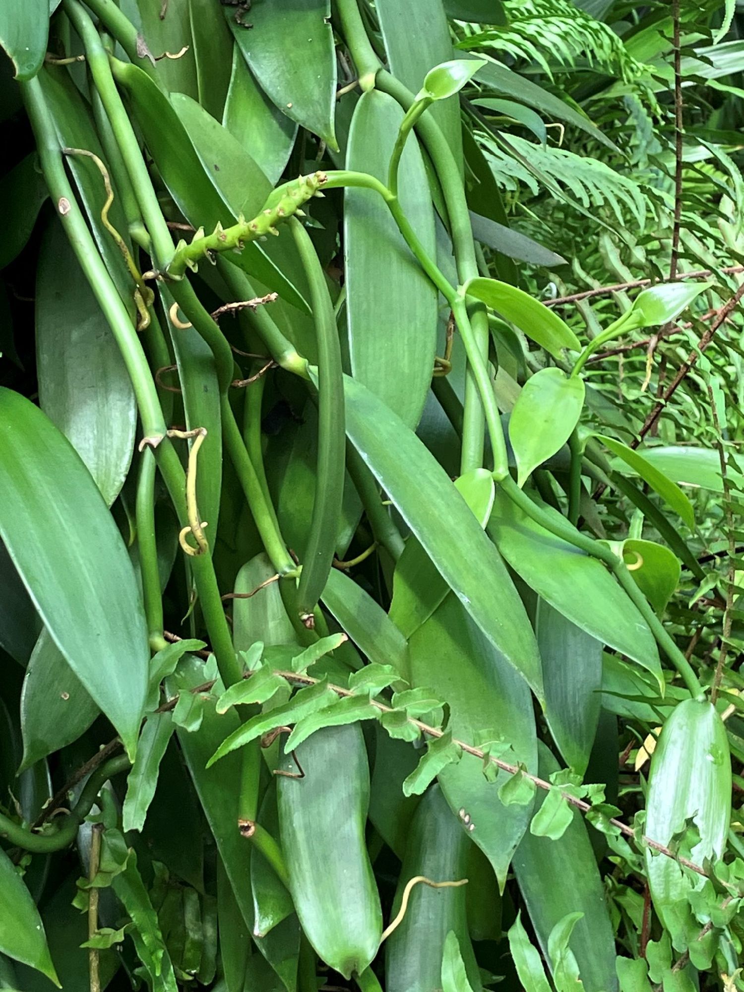 バニラビーンズ