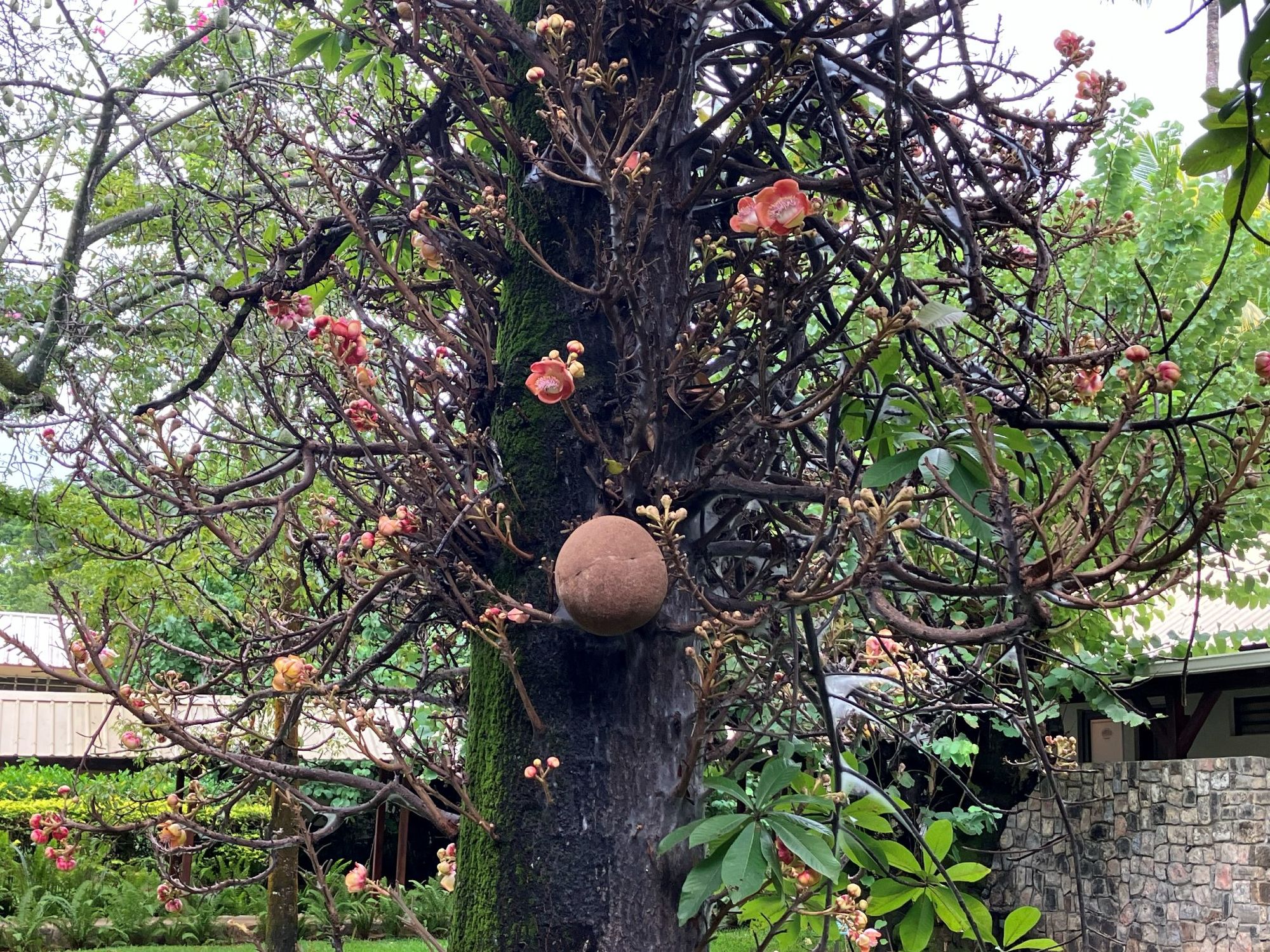 キャノンボールツリー