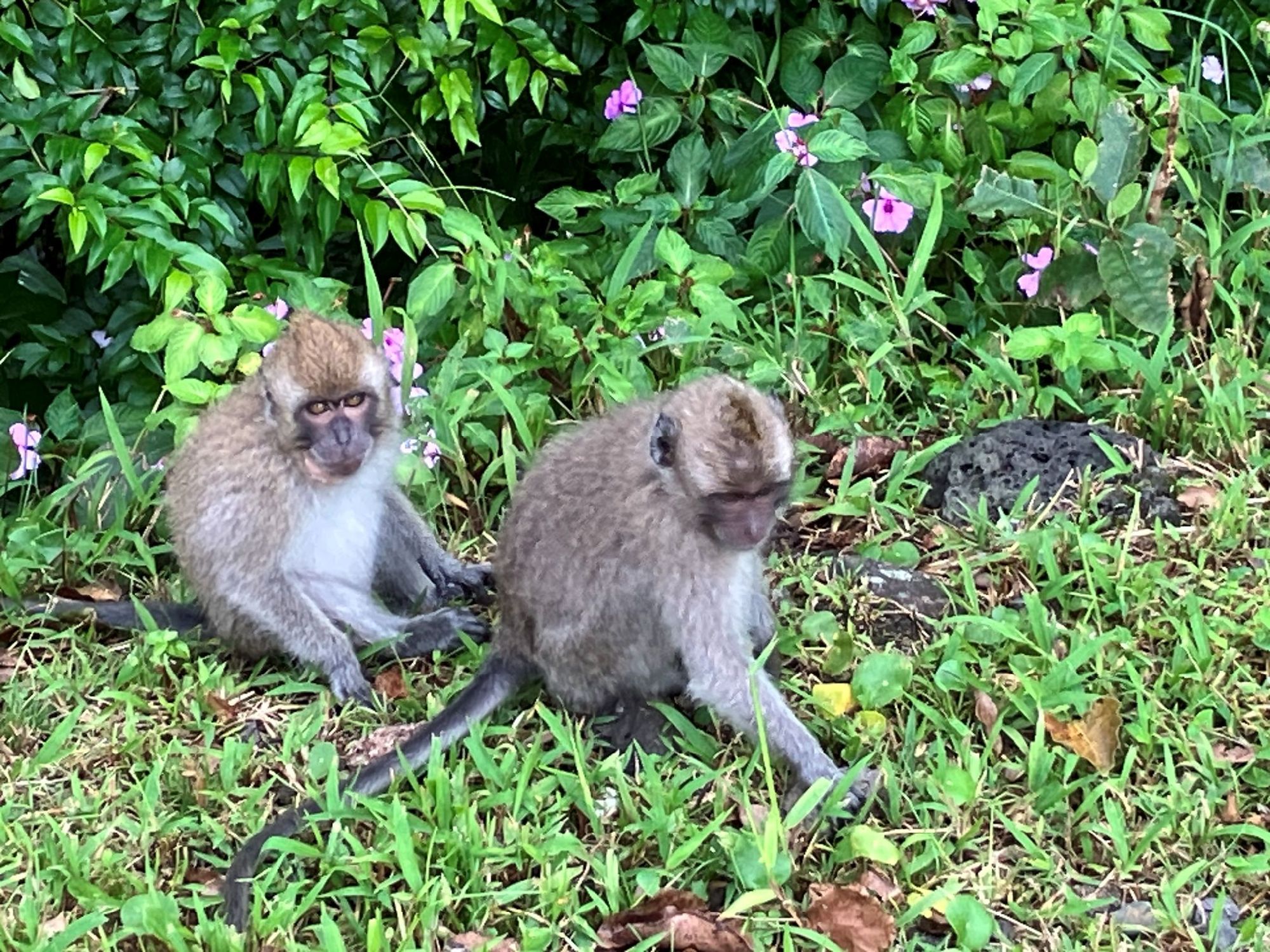 サルはヒンズー教のお使いなので大事にされている