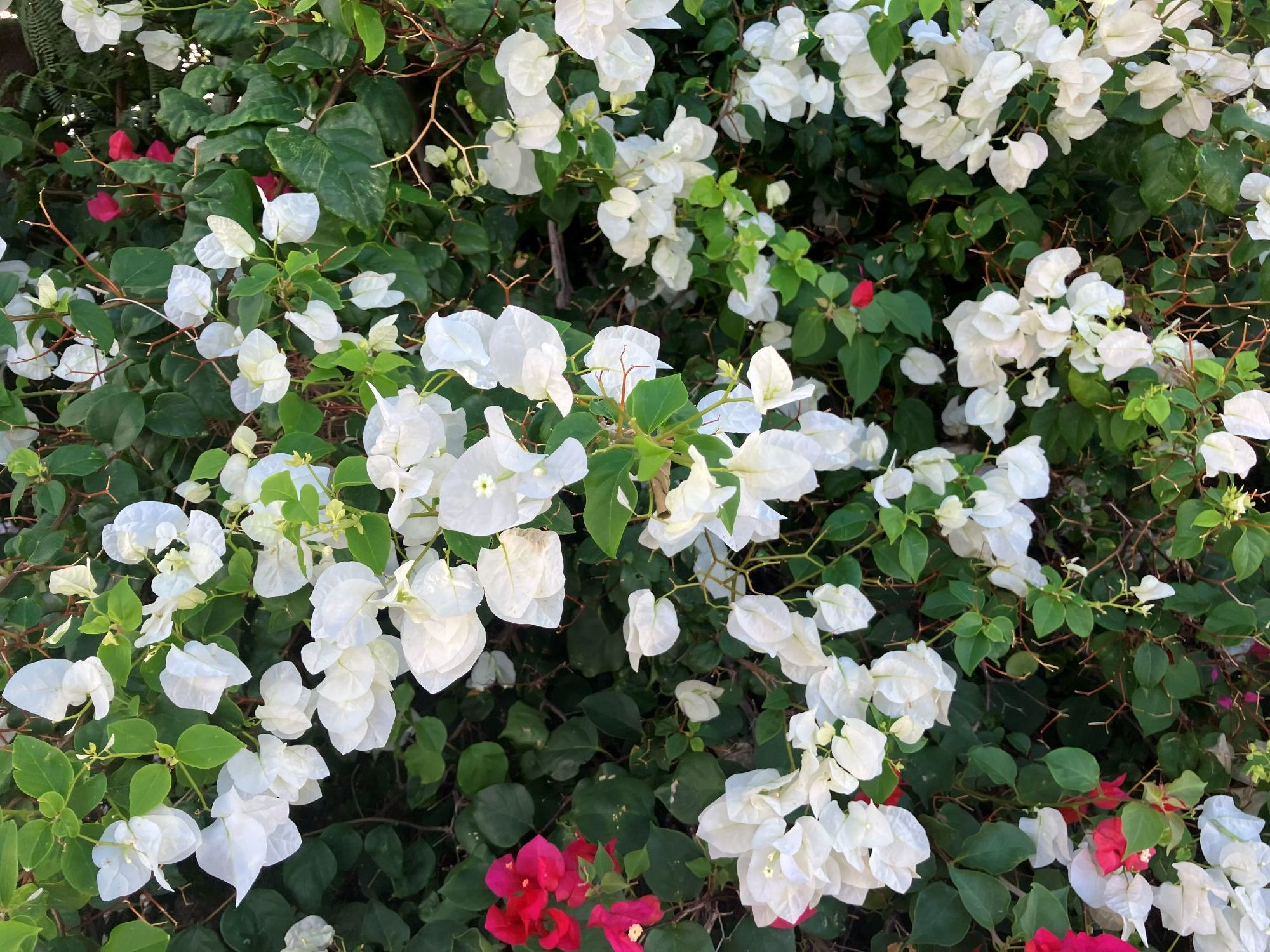 白いブーゲンベリアがきれいに咲いています