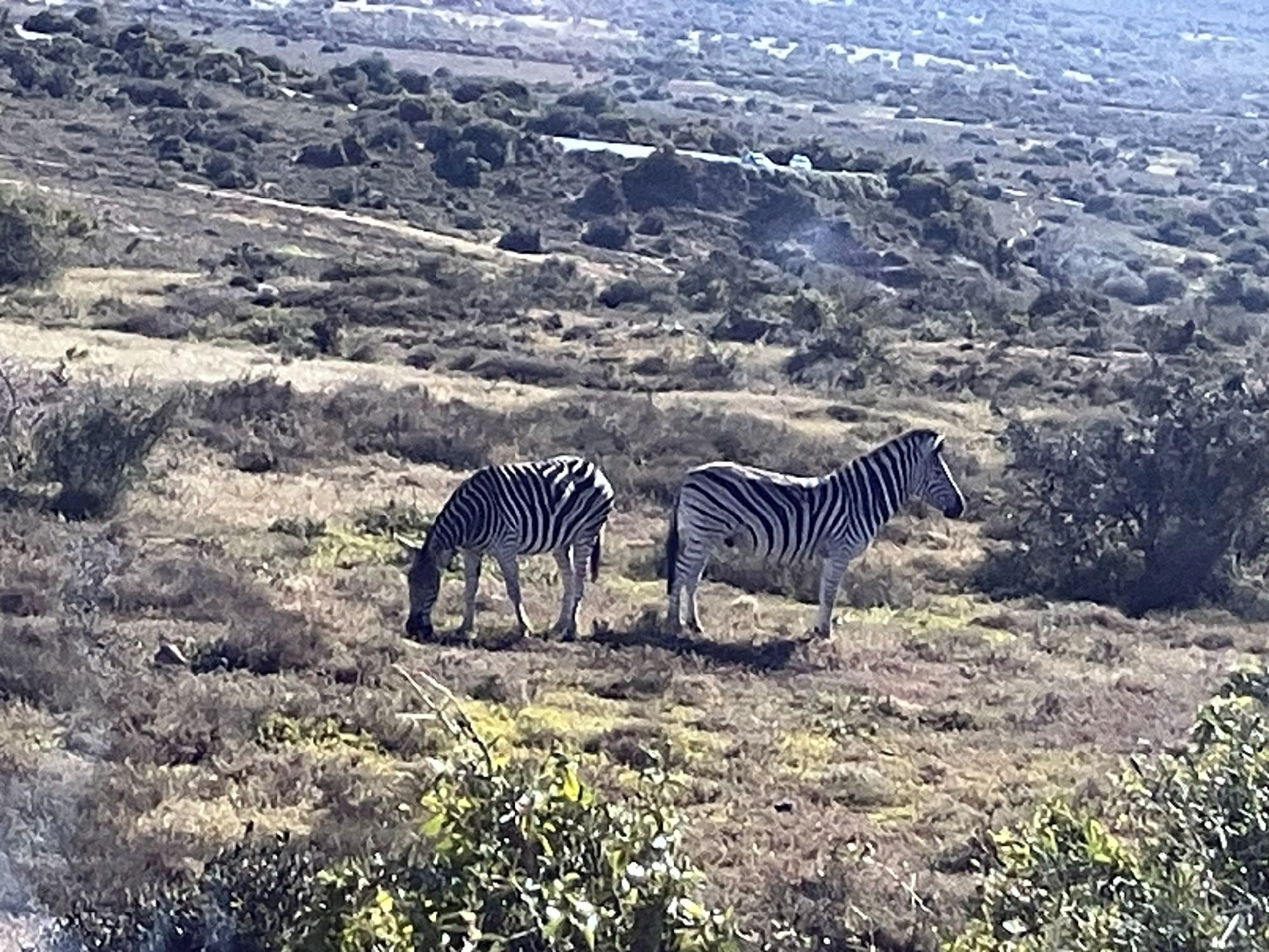 シマウマ、アドゥ・エレファント国立公園