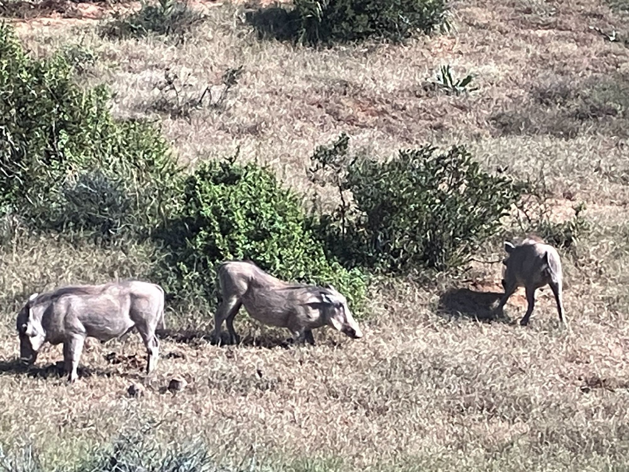 イボイノシシ、アドゥ・エレファント国立公園