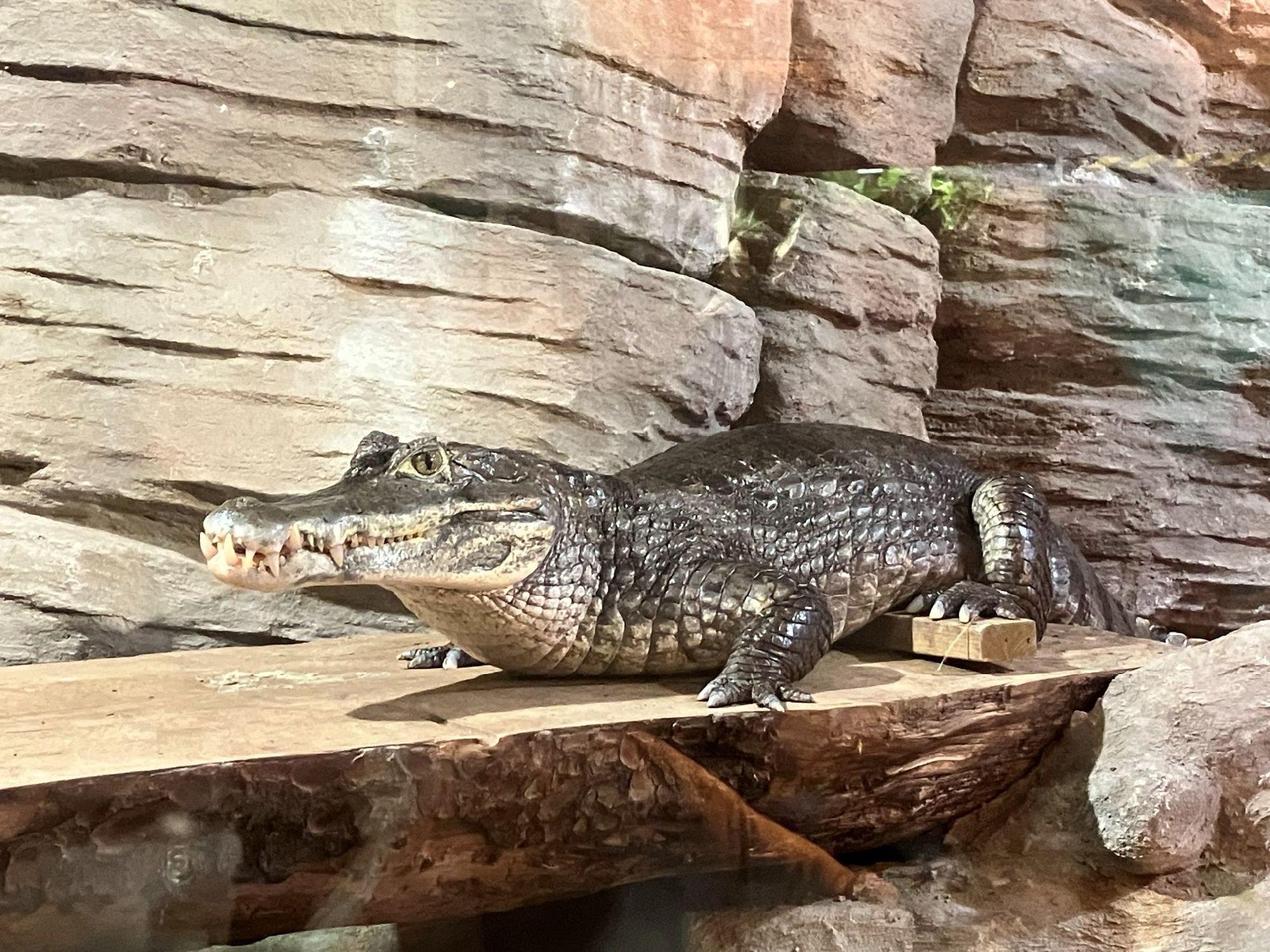 水族館の中にはワニもいた