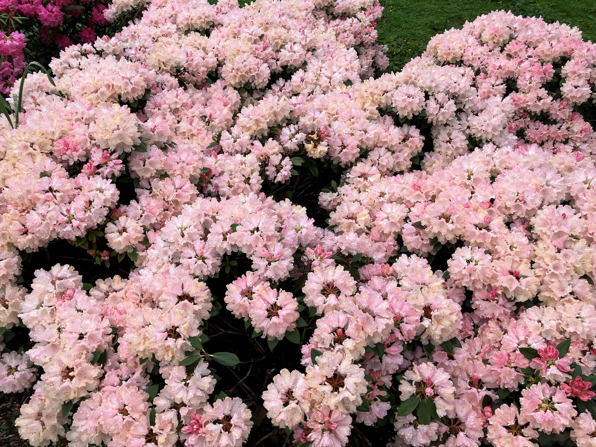 日本と同じシャクナゲの花が美しい