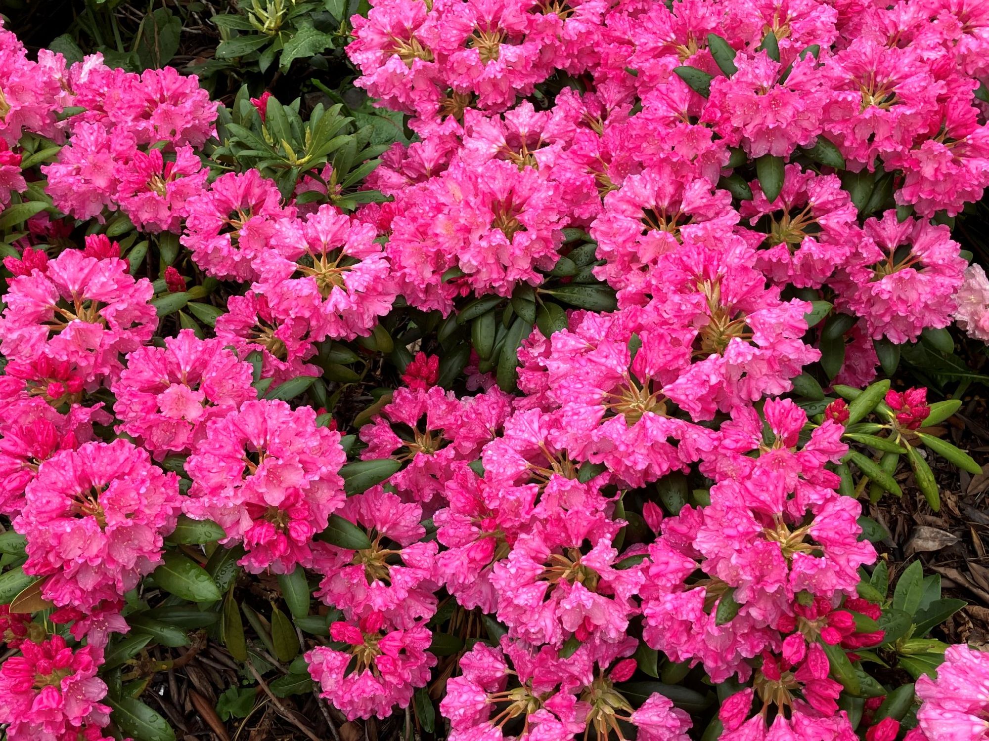 日本と同じシャクナゲの花が美しい