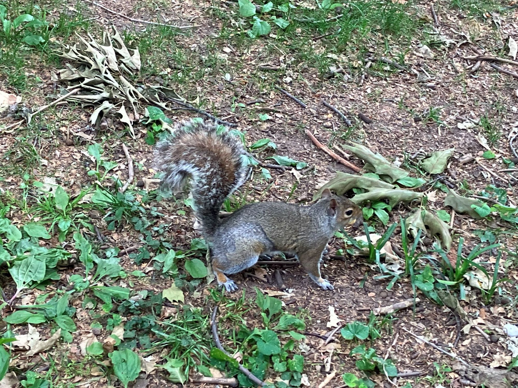 セントラル・パークのリス