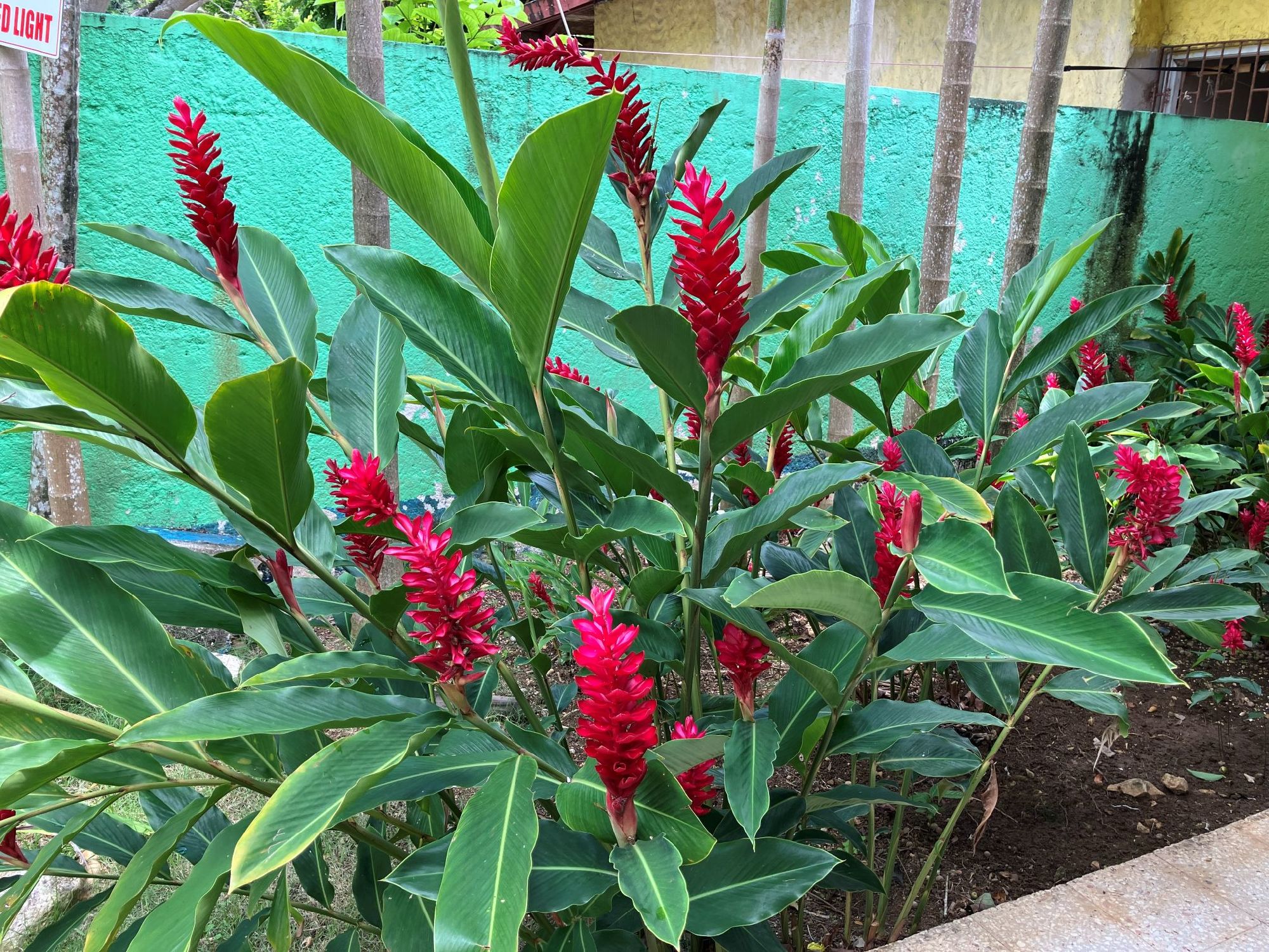 南国の花が美しい