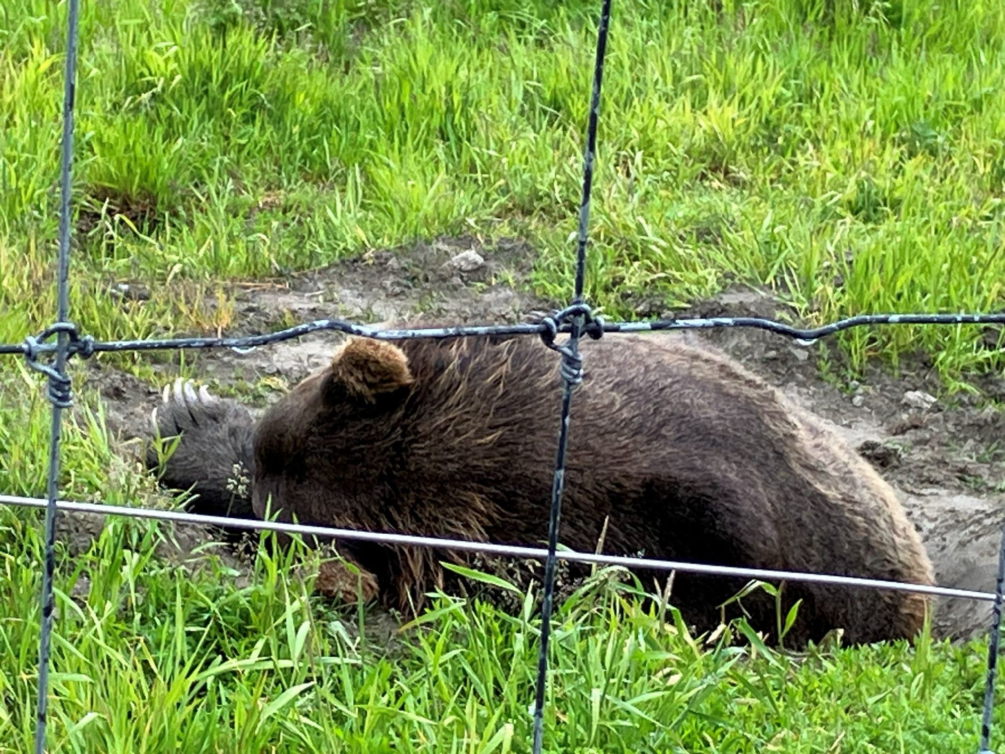 動物保護センター　野生の熊