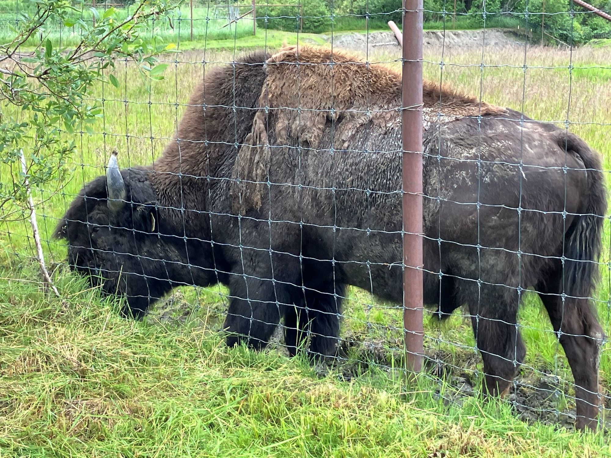 動物保護センター　バイソン
