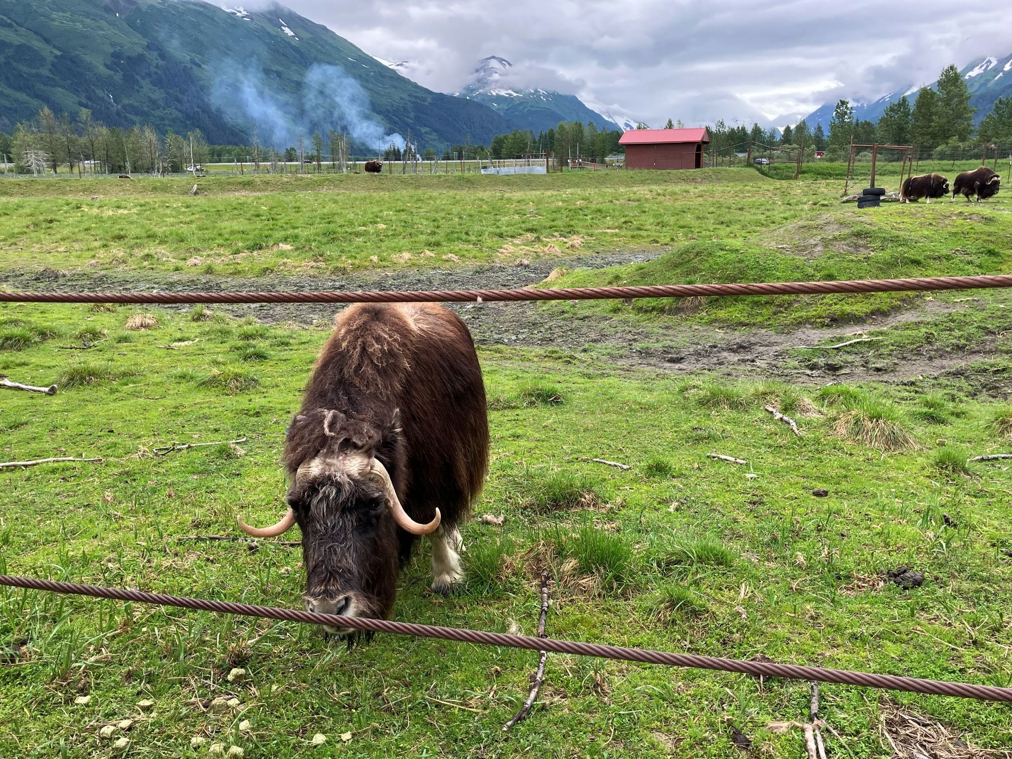 動物保護センター　ヤクの仲間 MUSKOX