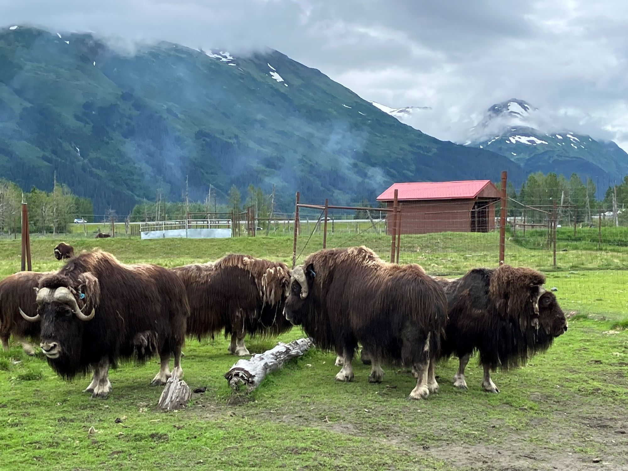 動物保護センター　ヤクの仲間 MUSKOX