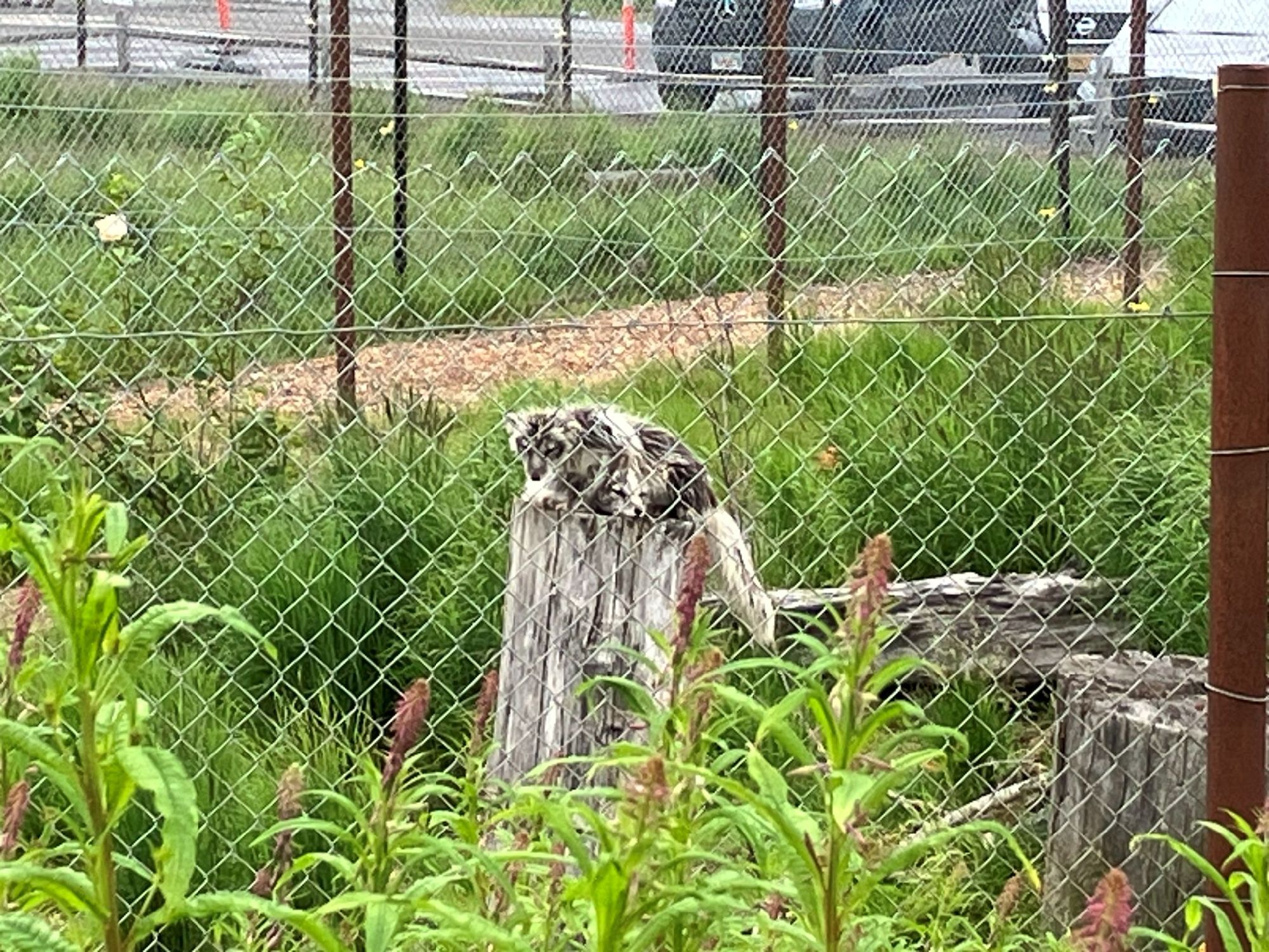 動物保護センター　灰色の狐