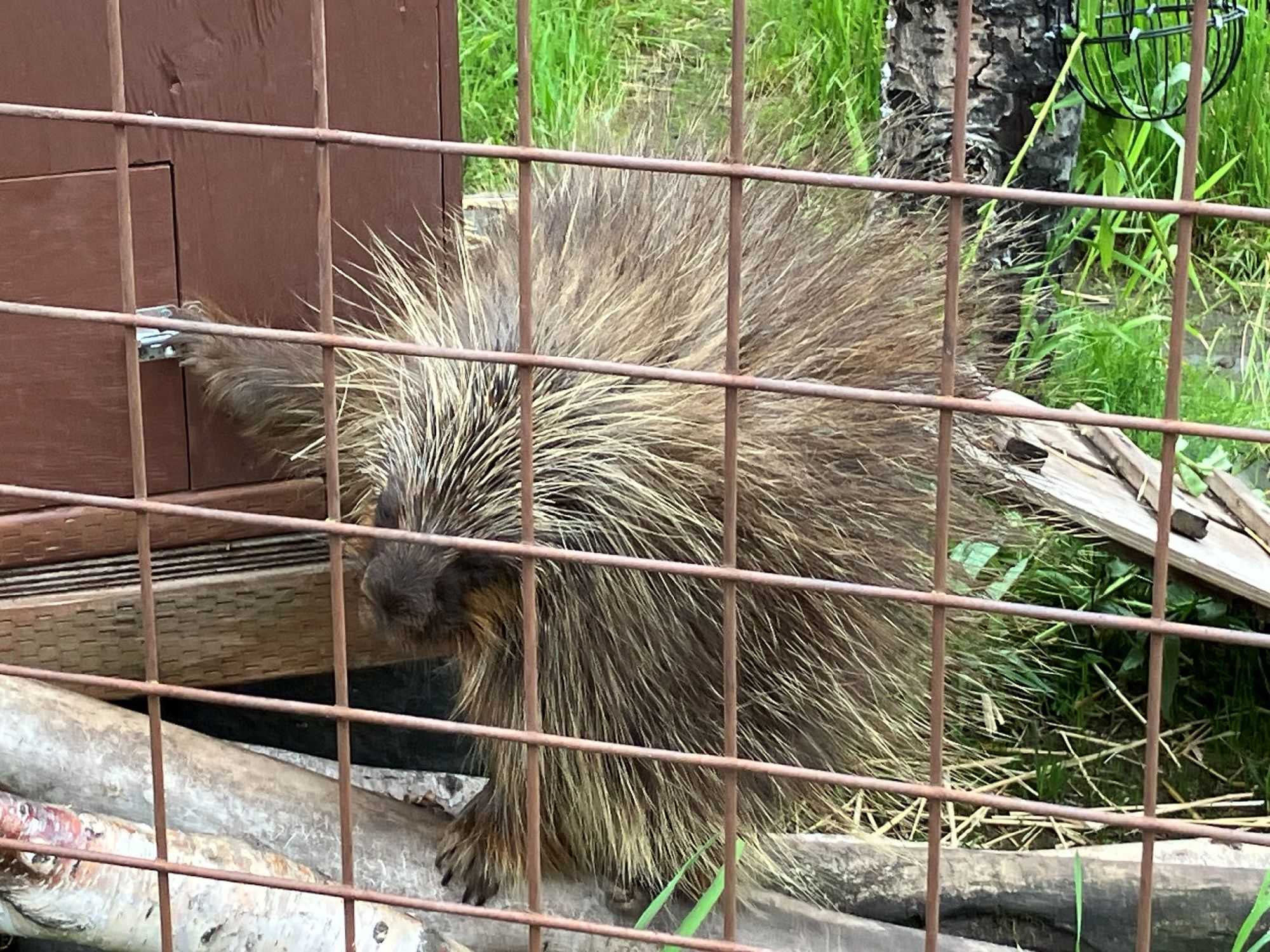 動物保護センター　　ヤマアラシ
