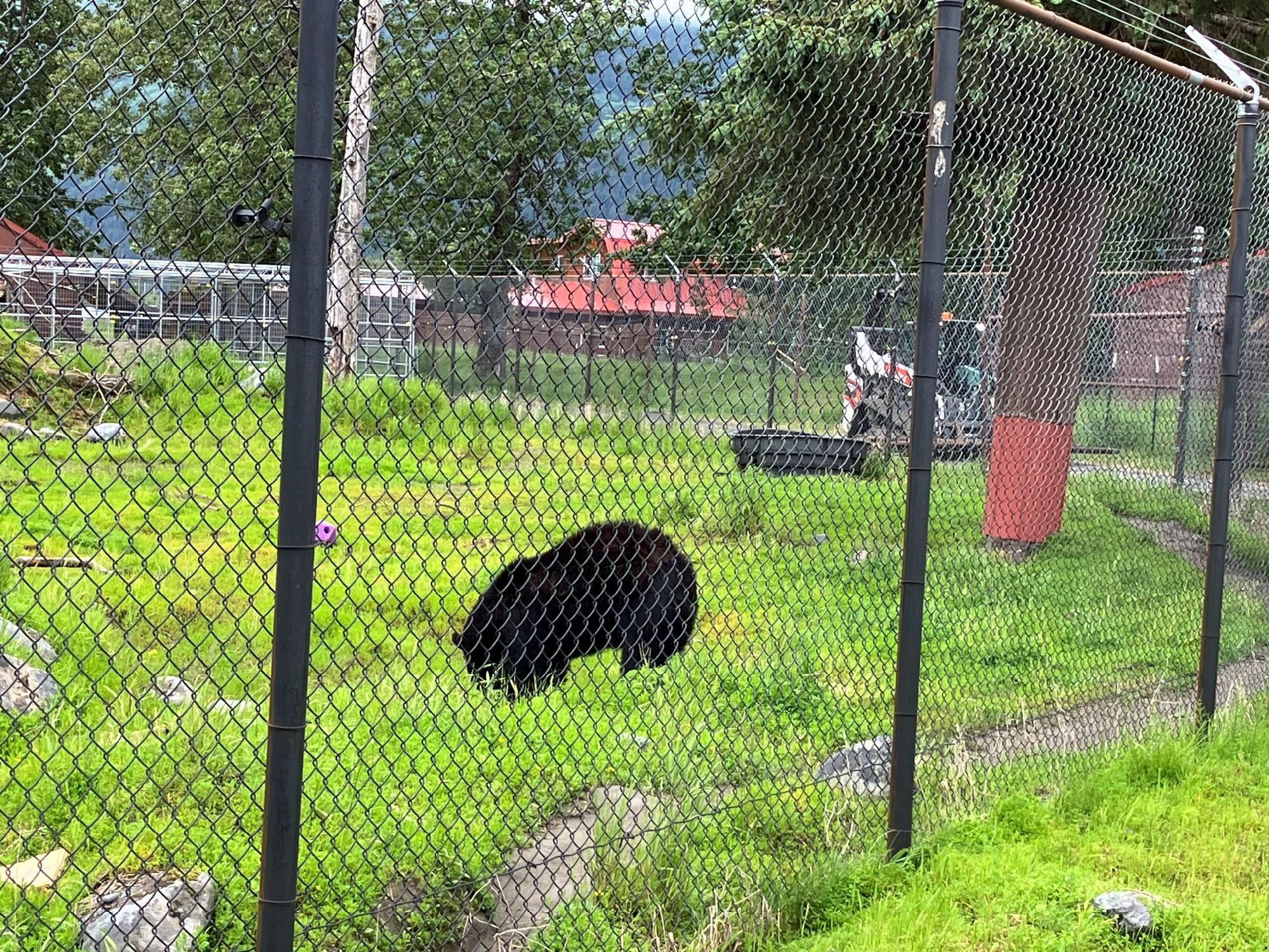 動物保護センター　黒い熊