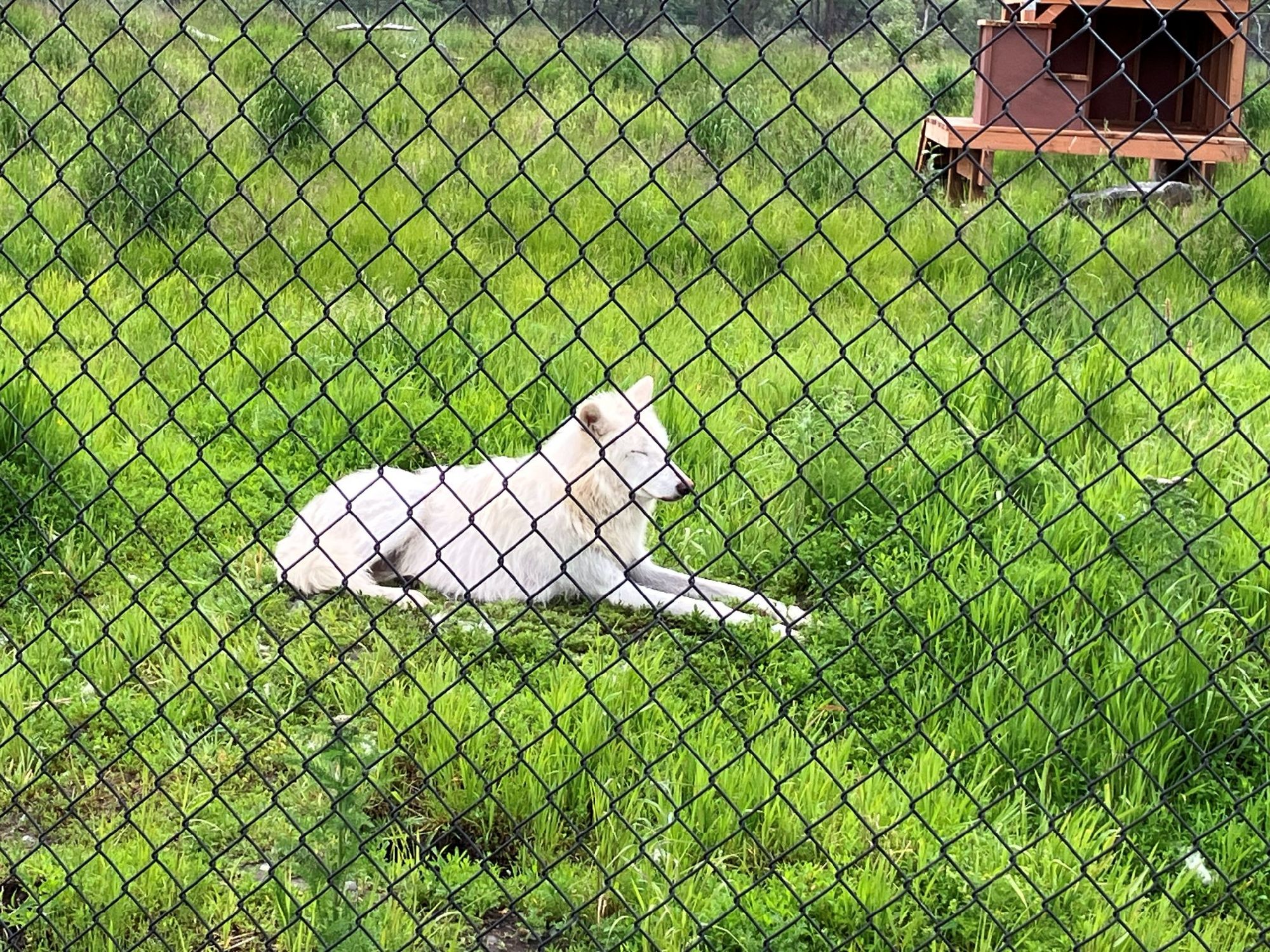 動物保護センター　　白い狼