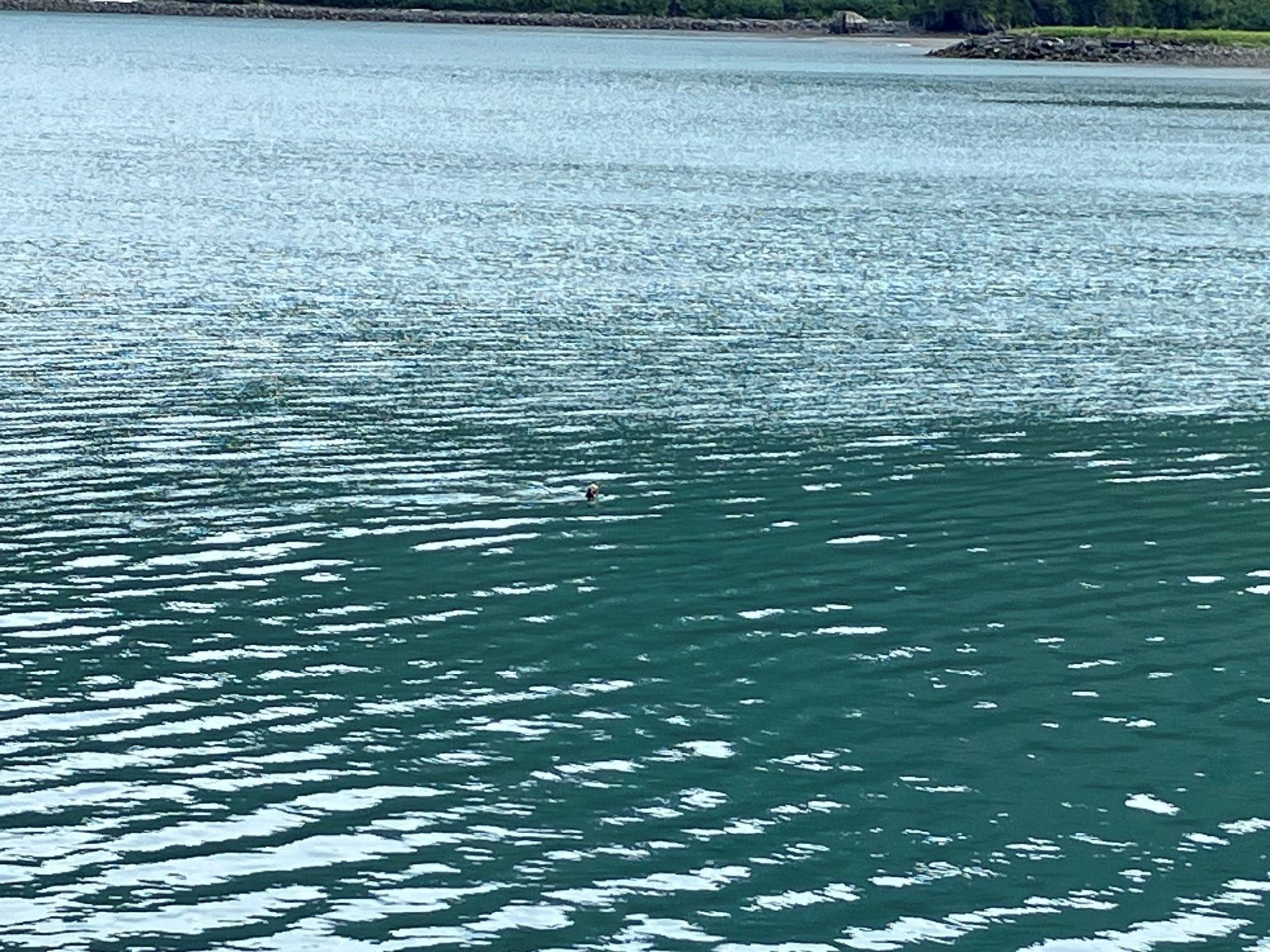 港でラッコが泳いていました