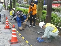 「街路樹に潜む意外な危険」