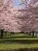 桜の街　柏