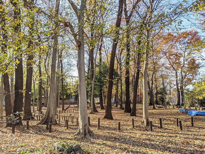 練馬区大泉学園町の公園