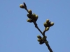 『ソメイヨシノの開花状況（江戸川区）』